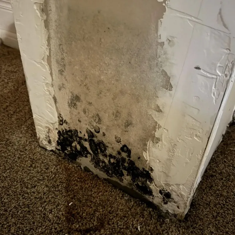Professional Mold Removal in Amherst Center, MA